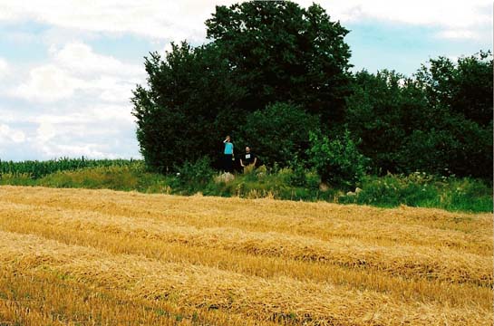 ilustracja dekoracyjna