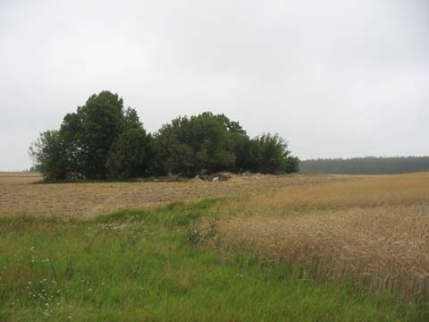 ilustracja dekoracyjna