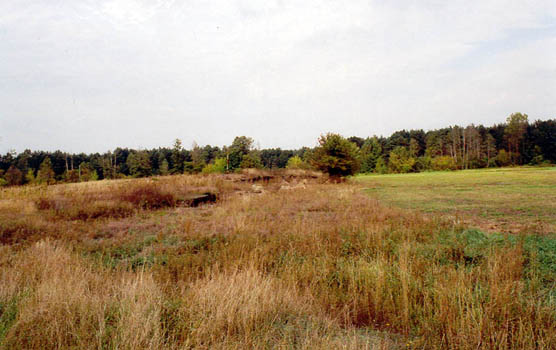 ilustracja dekoracyjna