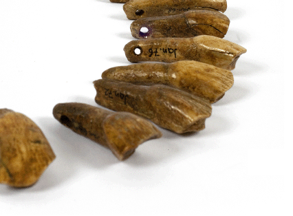 Naszyjnik z zębów zwierzęcych. Zabytek pochodzi z epoki mezolitu i znajduje się w zbiorach Muzeum.
